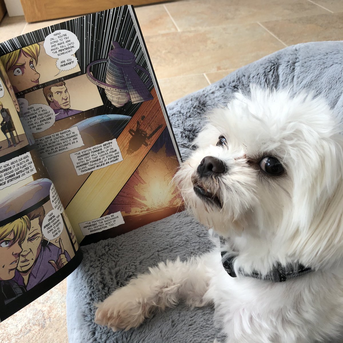 SalvageWriter's tweet photo. @GailSimone This is Alwyn (welsh for white one) he likes warm hugs but is very judgmental of my work https://t.co/EiVEG4zMFn