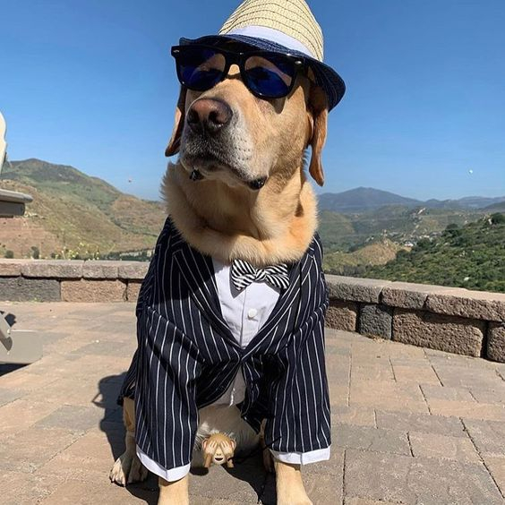 wearepetsabs's tweet photo. Just the first thing I found in the wardrobe
#funny #cutepets https://t.co/J0rdmDuSxZ