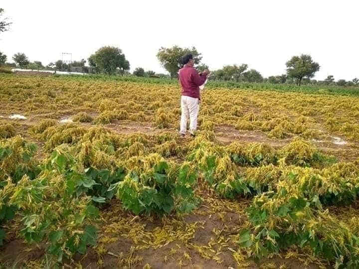 Ramkishorsiyag's tweet photo. एक उड़ता हुआ #अकाल किसानो की मेहनती #सपनों को कत्ल कर गया
#होटलों में बैठी गंदगी इसे #आत्महत्या कहे���ी
#किसानों का #सोना बर्बाद हो रहा है और #जनप्रतिनिधि होटलों में #आराम फरमा रहे है

मरता #किसान कुछ तो शर्म करो बे बेशर्मो
#RajasthanWithFirstIndia #HanumanBeniwal 
#AshokGehlot https://t.co/G12enmBjR5