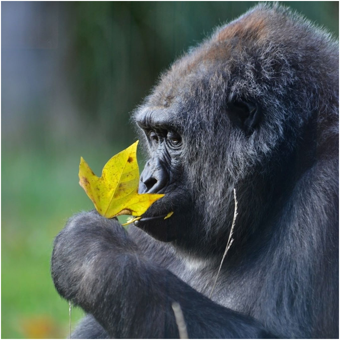 AdventuresFrena's tweet photo. Harp  increase in the trafficking of African mountain gorillas as men kill more bushmeat

#mountaingorillas #mountaingorillasofuganda #gorillas #gorillasofinstagram #gorillasofig #bushmeat #bushmeatpoaching #Freanadventures https://t.co/UCpzCRhhQY
