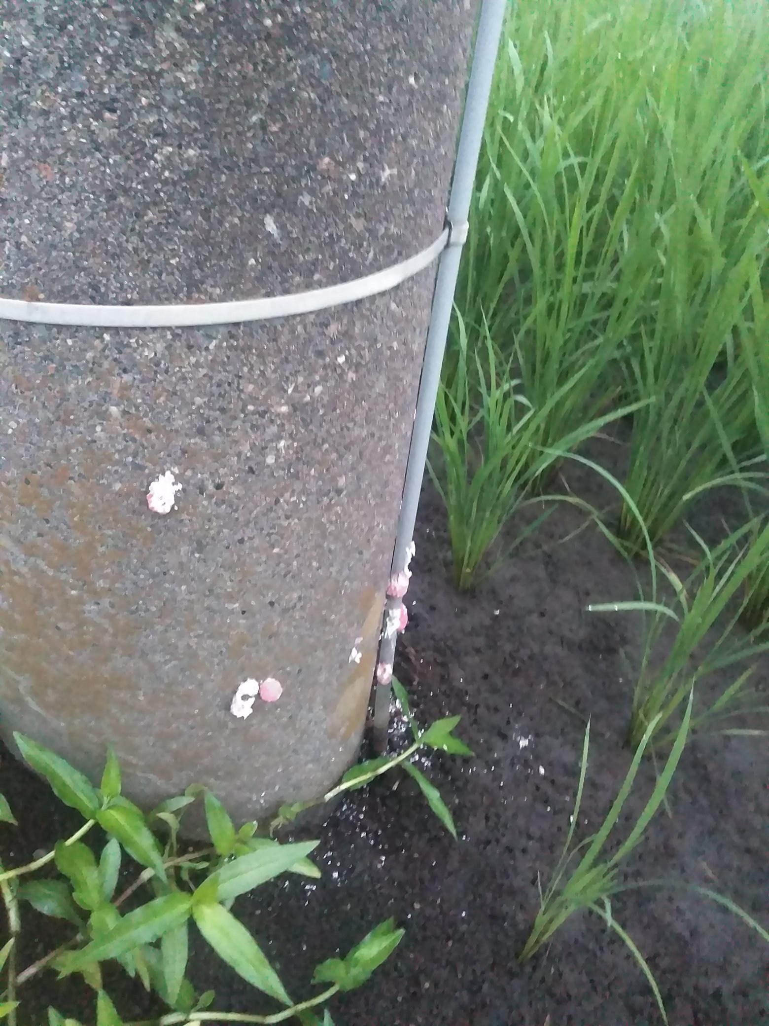 アナ黒 ジャンボタニシの卵 苗を食べるので駆除の対象になってるけど雑草も食べてくれるので除草の役にも立っている そのうち食料危機になれば人間の重要な食料になるかも T Co 3nlgpv0plq Twitter