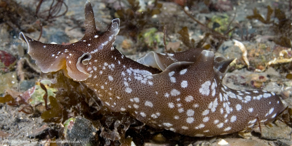 LivingSeasNW's tweet photo. Sea hares, nudibranchs and stalked jellyfish – look closer at the weird and wonderful wildlife under the surface: https://t.co/YR17z7B9Nq
#NationalMarineWeek #LifeUnderwater #NMW #nmweek20 https://t.co/Rfs9Q6xFaV