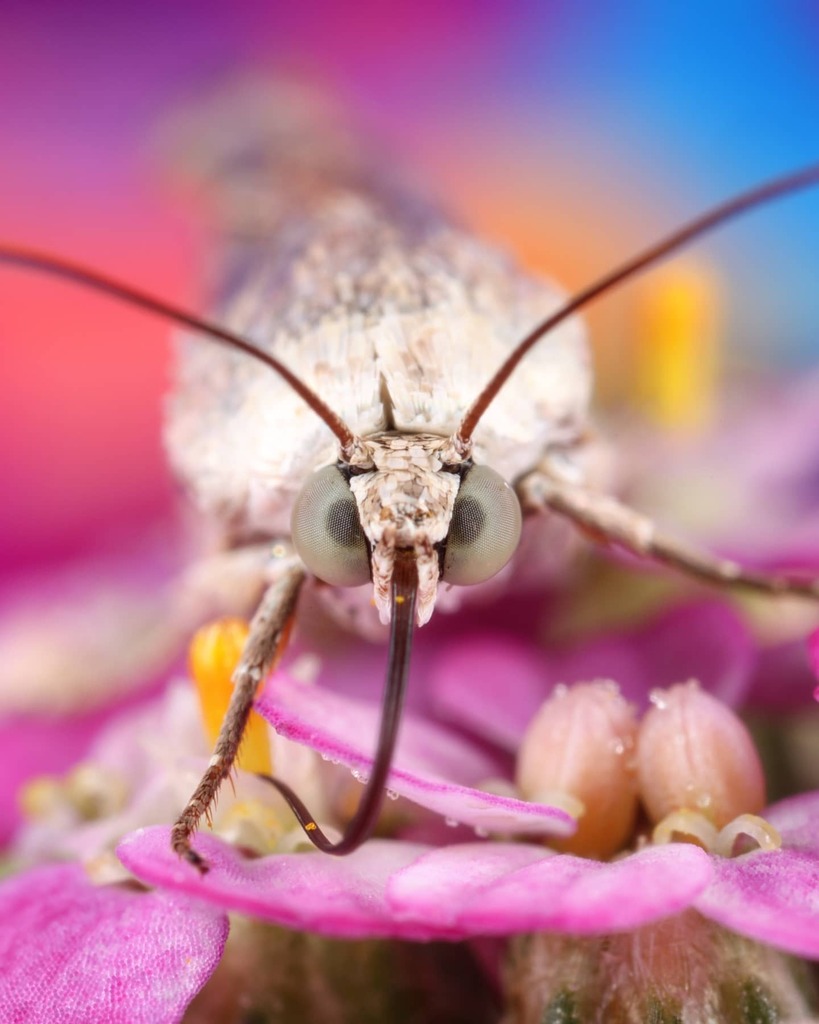 pocketmacro's tweet photo. Tiny bugs are fun to find on tiny flowers 😁. This little moth is quite adorable with its big pearly eyes 🥰. Mothy is having a wonderful day eating nectar from the yarrow 🌞.
#TeamCanon #moth #lamp #mothy #pretty #nature #tinybugs #beautiful https://t.co/w6GPCL1P4U https://t.co/Ag1vrzA3R3