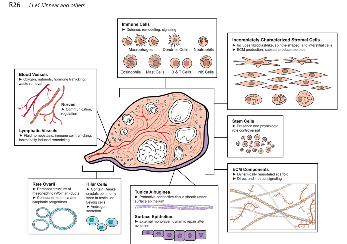 AriellaShikanov's tweet photo. Check out @ShikanovLab lab recent review on ovarian stroma cells in @ReprodJournal  
https://t.co/xpWdhA3rRm

#reproduction #oncofertility @UMBME https://t.co/C4ffKa5uX0