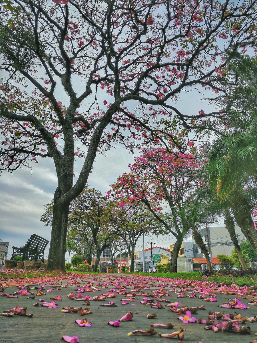 Talafiera's tweet photo. En la hermosa #SantaCruz llueven flores.
A pesar de los días grises y el confinamiento, un pequeño paseo alegra la vida y la vista https://t.co/UlrJZ7O0DF