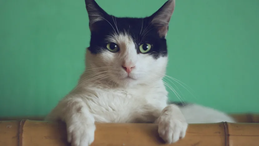 There's an element of Bond villain about the one in  @itvnews