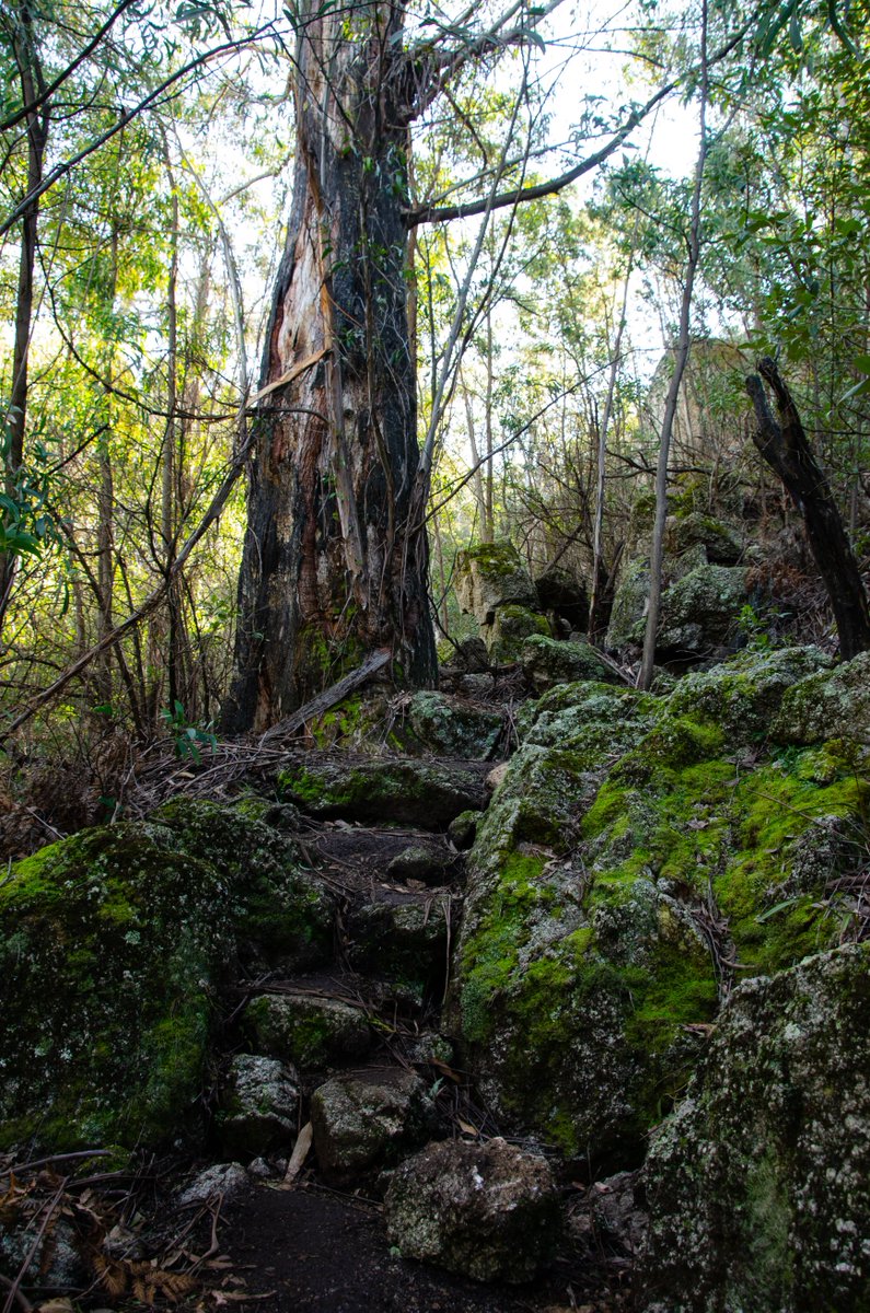 Dr_AnnaM's tweet photo. A few more pics from Tidbinbilla last week #WildOz #ACTparks #staycation https://t.co/jLBxtGvFUp