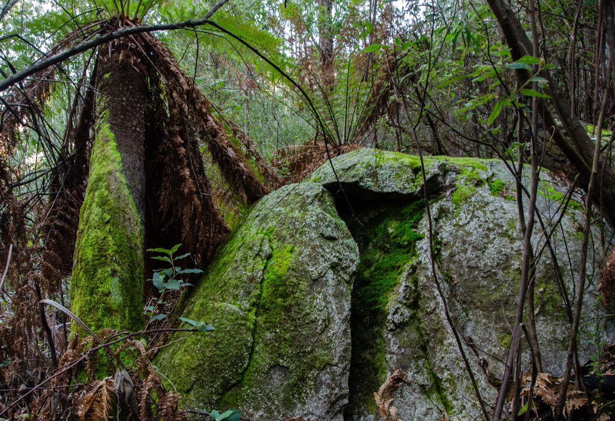 Dr_AnnaM's tweet photo. A few more pics from Tidbinbilla last week #WildOz #ACTparks #staycation https://t.co/jLBxtGvFUp