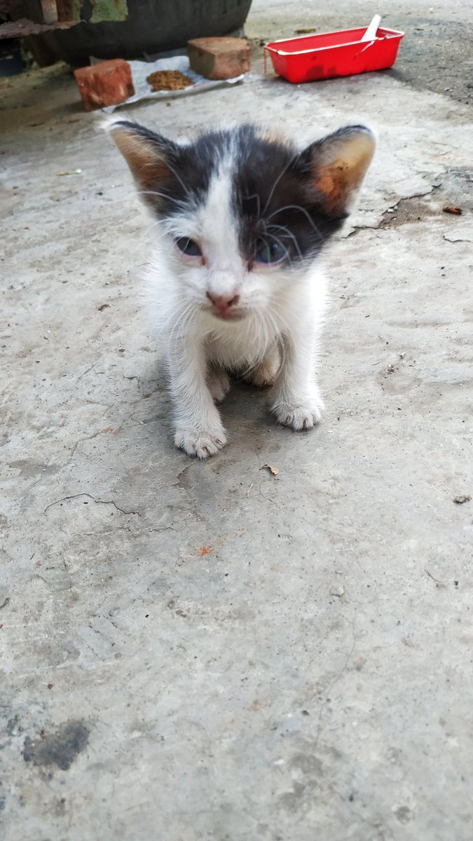 inezfebiola's tweet photo. Mba @venustweets Mba @penguasahati @catrescuedotid mohon bantuan sharenya tadi ada yg buang kucing dari dalam mobil dilempar gitu aja 😭😭. Usia kemungkinan 1-2 bulan. Dari tadi teriak2. Need Serious Adopter. Lokasi Cengkareng Jakarta Barat. Bisa kontak saya. Terima kasih banyak https://t.co/BirjcKvH45