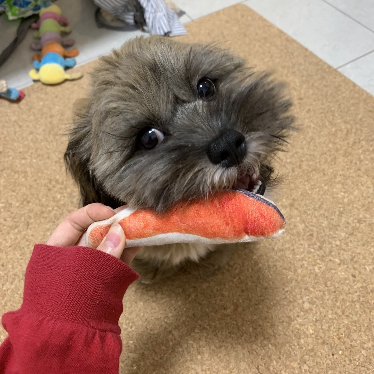 日岡なつみ しゃけ うまい しゅみれったー