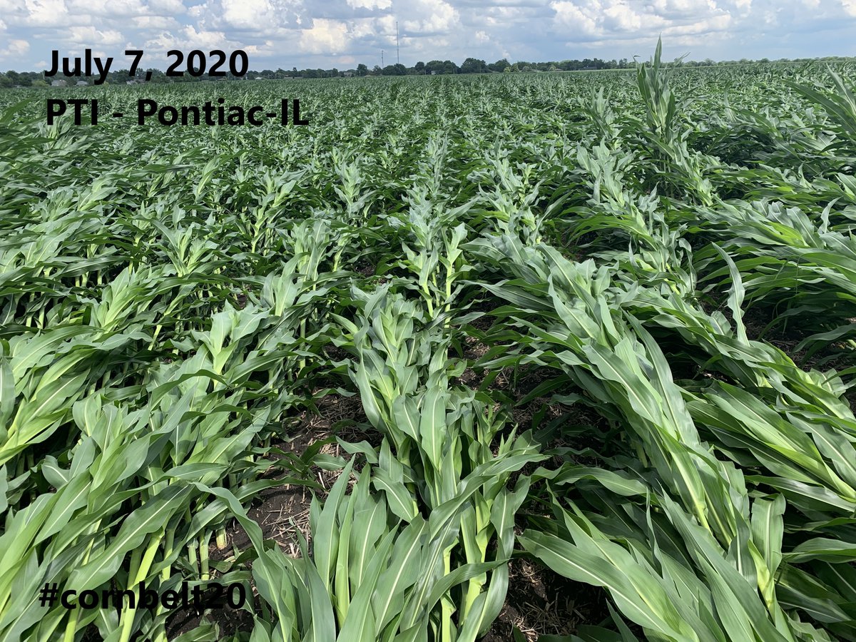 FarmsMarketing's tweet photo. Day 19 July 14, 2020 #cornbelt20 visiting PTI (Precision Planting Institute) in Pontiac, IL. A before & after view of wind damage to a corn plot. No green snap here. Thank you to Jason Webster for the pics. Thank You @genesisaglife @OntAg @PrecisonPlant #harvest2020 https://t.co/kir3MBzy7v