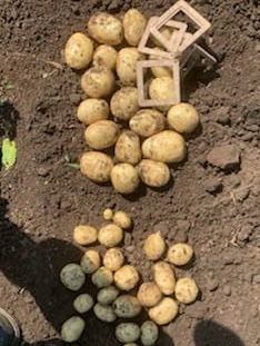 1CygnetPB's tweet photo. Almost 200 acres of Manhattan now flailed and setting skin between East Lothian and Fife; largest tubers to 80mm. Scheduled for packing 2nd week of August! Wow! https://t.co/UcWnlVHbAg