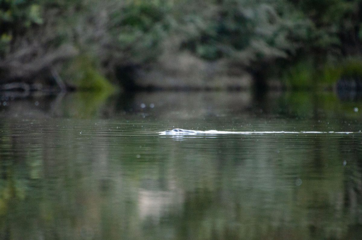 Dr_AnnaM's tweet photo. Final #MammalWatching pics from last week - enjoyed watching two platypus in the weir just after sunset, but would have loved a little more light for photography... #WildOz #Tidbinbilla #ACTparks #staycation https://t.co/R011cuvRQK
