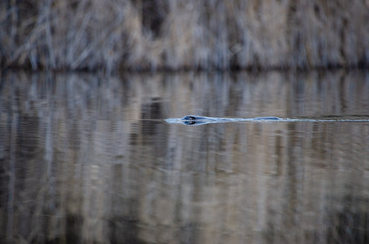 Dr_AnnaM's tweet photo. Final #MammalWatching pics from last week - enjoyed watching two platypus in the weir just after sunset, but would have loved a little more light for photography... #WildOz #Tidbinbilla #ACTparks #staycation https://t.co/R011cuvRQK