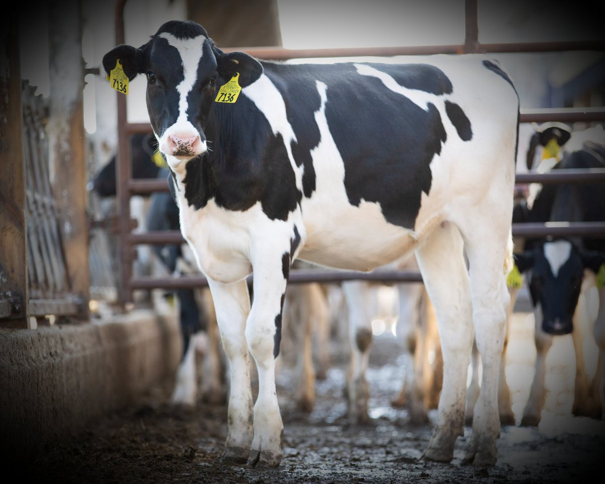PhilipHalhead's tweet photo. One good thing to come out of the United States this year.....embryos from Sandy Valley Eternitys Echo #geneticexcellence #sandyvalleyholsteins
#transovagenetics
#holsteinusa #holsteinuk #efficientmilkproduction #beautifulcows #semex #sandyvalleychallenger https://t.co/srH6wFzdNH