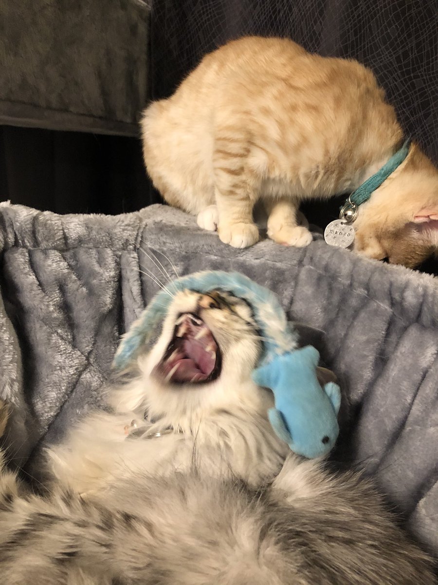 AsgardLoL's tweet photo. Maru is so over dealing with my shit 🙄 https://t.co/3F7cuNNkcz