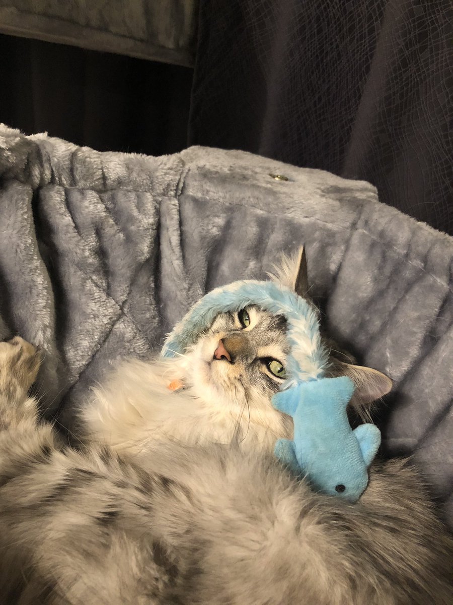 AsgardLoL's tweet photo. Maru is so over dealing with my shit 🙄 https://t.co/3F7cuNNkcz