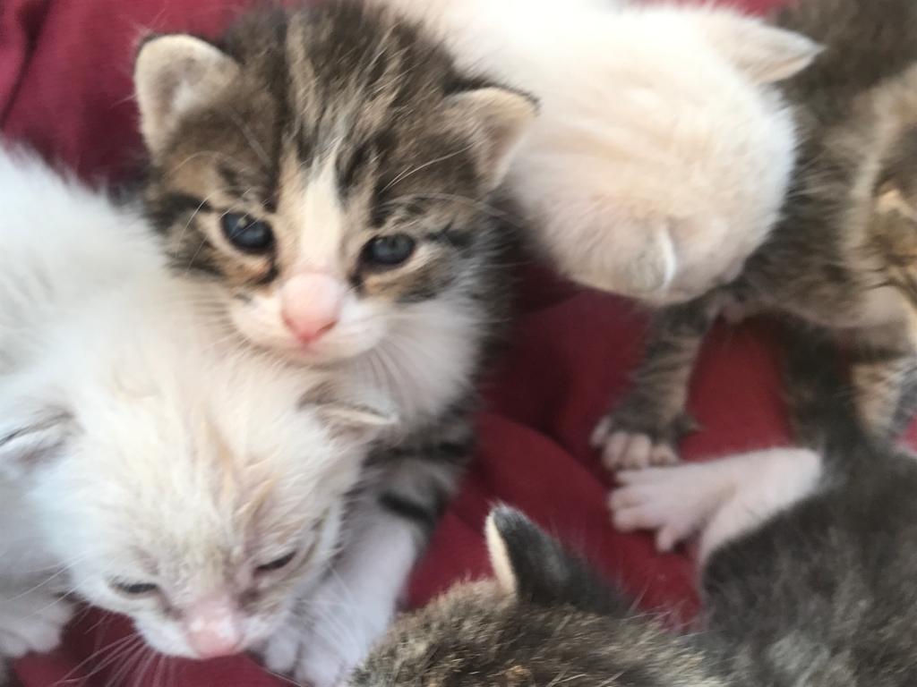 Peter_Crunch's tweet photo. Se regalan gatitos.😻😻 Tienen 1 mes. Ya tengo 3 gatos y 3 perros adoptados de la calle, no puedo hacerme cargo de más animales. 😢
📍Zona: Olula del Río, Almería.
RT, Gracias. #Meowww😽 https://t.co/jg0OUlaut0
