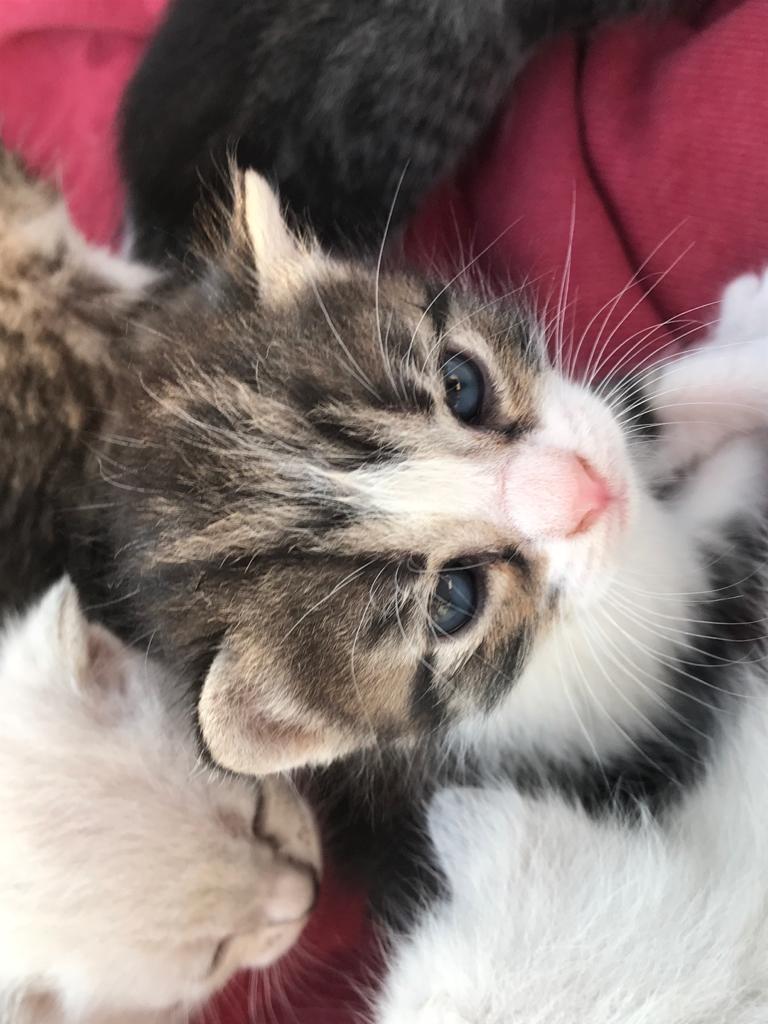 Peter_Crunch's tweet photo. Se regalan gatitos.😻😻 Tienen 1 mes. Ya tengo 3 gatos y 3 perros adoptados de la calle, no puedo hacerme cargo de más animales. 😢
📍Zona: Olula del Río, Almería.
RT, Gracias. #Meowww😽 https://t.co/jg0OUlaut0