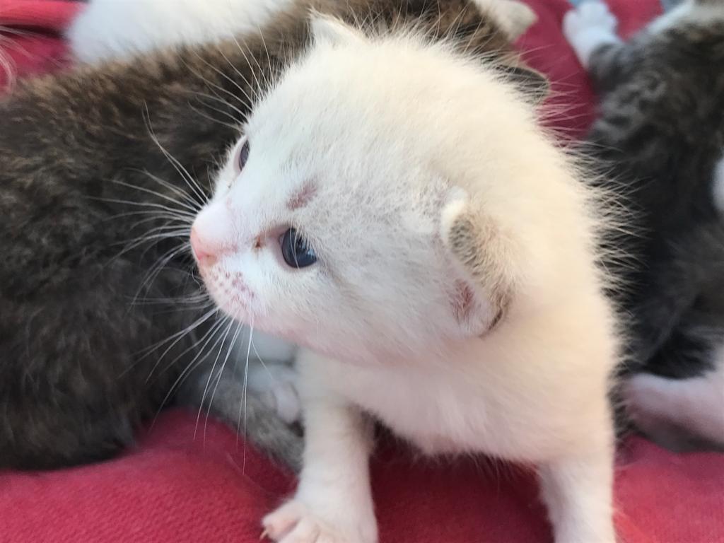 Peter_Crunch's tweet photo. Se regalan gatitos.😻😻 Tienen 1 mes. Ya tengo 3 gatos y 3 perros adoptados de la calle, no puedo hacerme cargo de más animales. 😢
📍Zona: Olula del Río, Almería.
RT, Gracias. #Meowww😽 https://t.co/jg0OUlaut0