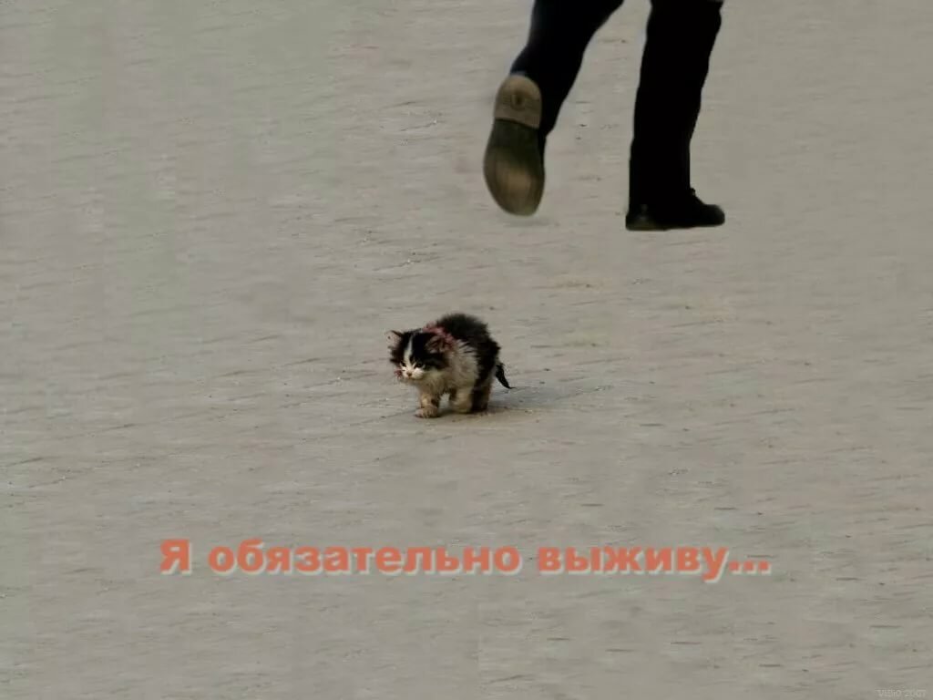 rustepik's tweet photo. Stepik сейчас работает медленно, а у некоторых пользователей может совсем не работать. Это не вы виноваты, это мы виноваты. Наши программисты делают всё возможное, чтобы Stepik жил. Простите пожалуйста! https://t.co/ynY2EhL07E