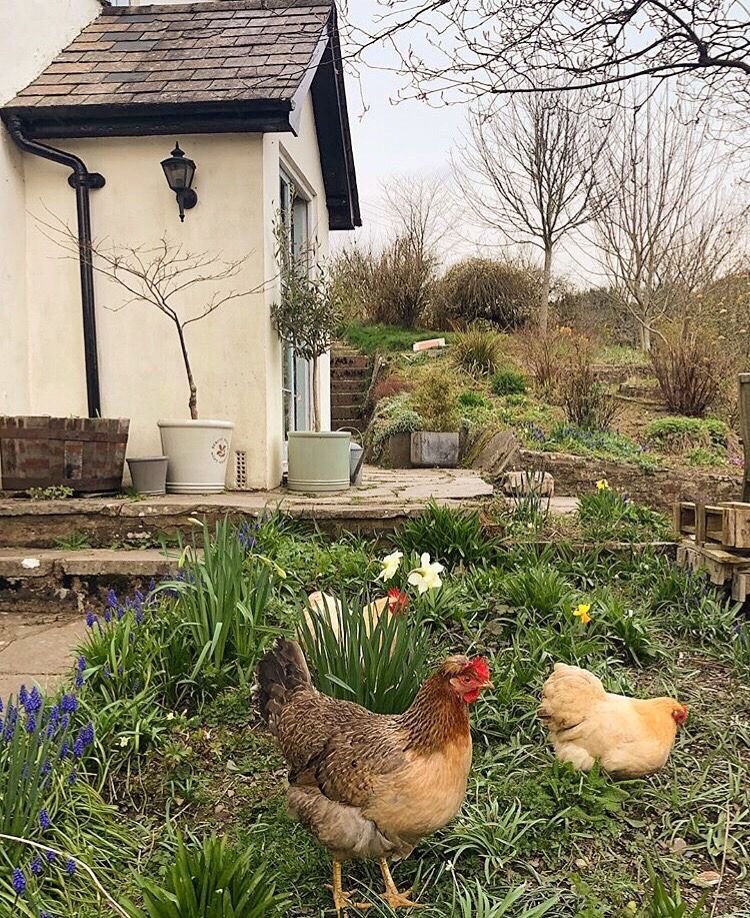 home life and looking after the chickens