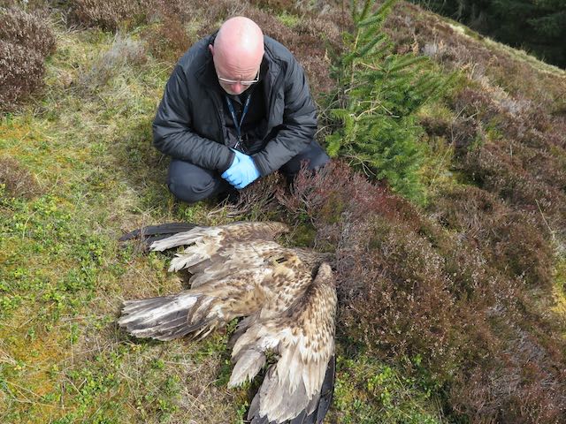 Raptor Persecution UK tweet media