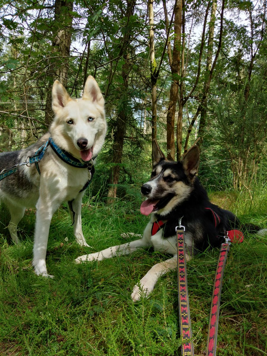 karenweir101's tweet photo. My gorgeous pooches. 6 year old Misty on the left and 8 month old Reba on the right. Reba was adopted from the fantastic 8 Below Husky Rescue #nationaldogphotographyday #8belowhuskyrescue #8below https://t.co/JUNOuKXnJF
