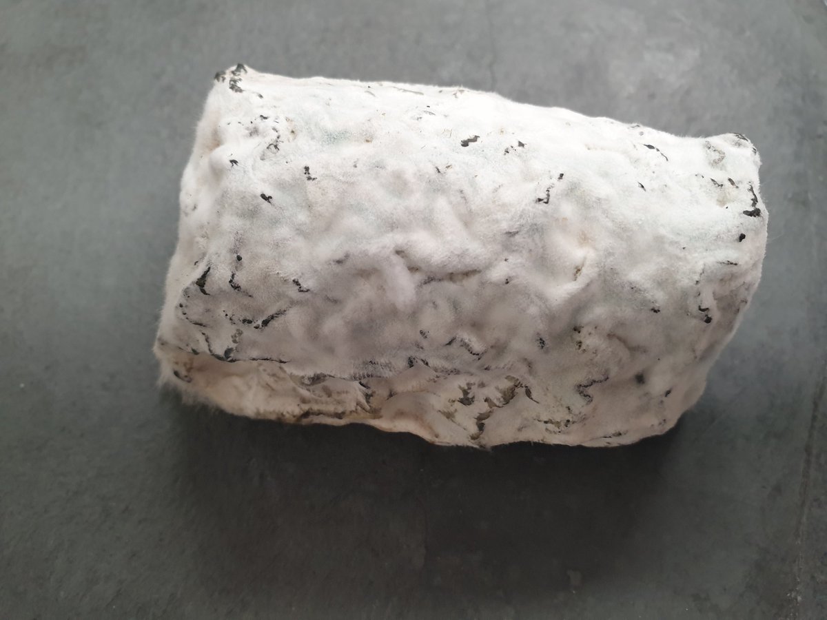 RibblesdaleC's tweet image. This is a miniature #goatashlog, don't ask....I decided to cut it open to sample it. Wow. Not bad and it slices beautifully. Not often I cut these as they are made to order in tight quantities, never any spare.