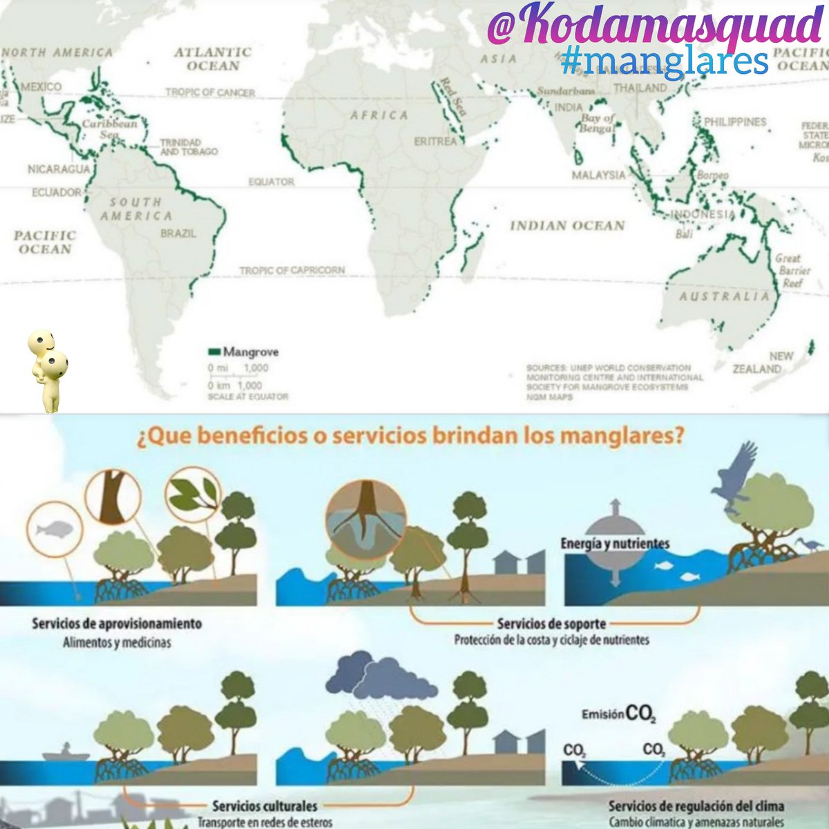Kodamasquad's tweet photo. #manglares 🌱🌊! Uno de los ecosistemas más importantes 
🔴En los últimos 40 años han desaparecido ➕50% debido a la sobreexplotación de las industrias camaroneras 🐟 @FAO
🔻Sirven de barrera natural para evitar los daños causados por tsunamis, huracanes 🌊🌪️ https://t.co/VSs2FWQ4SU