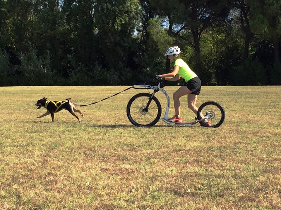 ScootersGravity's tweet photo. Las órdenes básicas de mushing urbano son sorprendentemente útiles en la vida cotidiana.
Basic #urbanmushing cues are surprisingly helpful in day-to-day life.
Les commandes basiques de mushing urbain sont étonnamment utiles dans la vie quotidienne.
#mushingtwitter #dogmushing https://t.co/ymQFIdhWgE