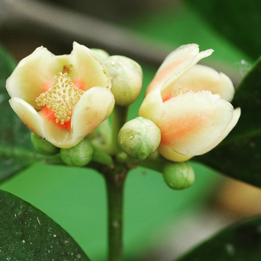DeepakKGhosh1's tweet photo. Presenting ERC Flora Digest! 
Family Clusiaceae; Flora Garcinia Cowa. A flora of Darjeeling himalayas and foothills

For details; reach us at info@ercg.in

#savetheplanet  #flora #biodiversity #digest  #ercfoundation #ercgroup
https://t.co/0PUexsBBXn https://t.co/iLQt9vBRcK https://t.co/9Wzwchznbt