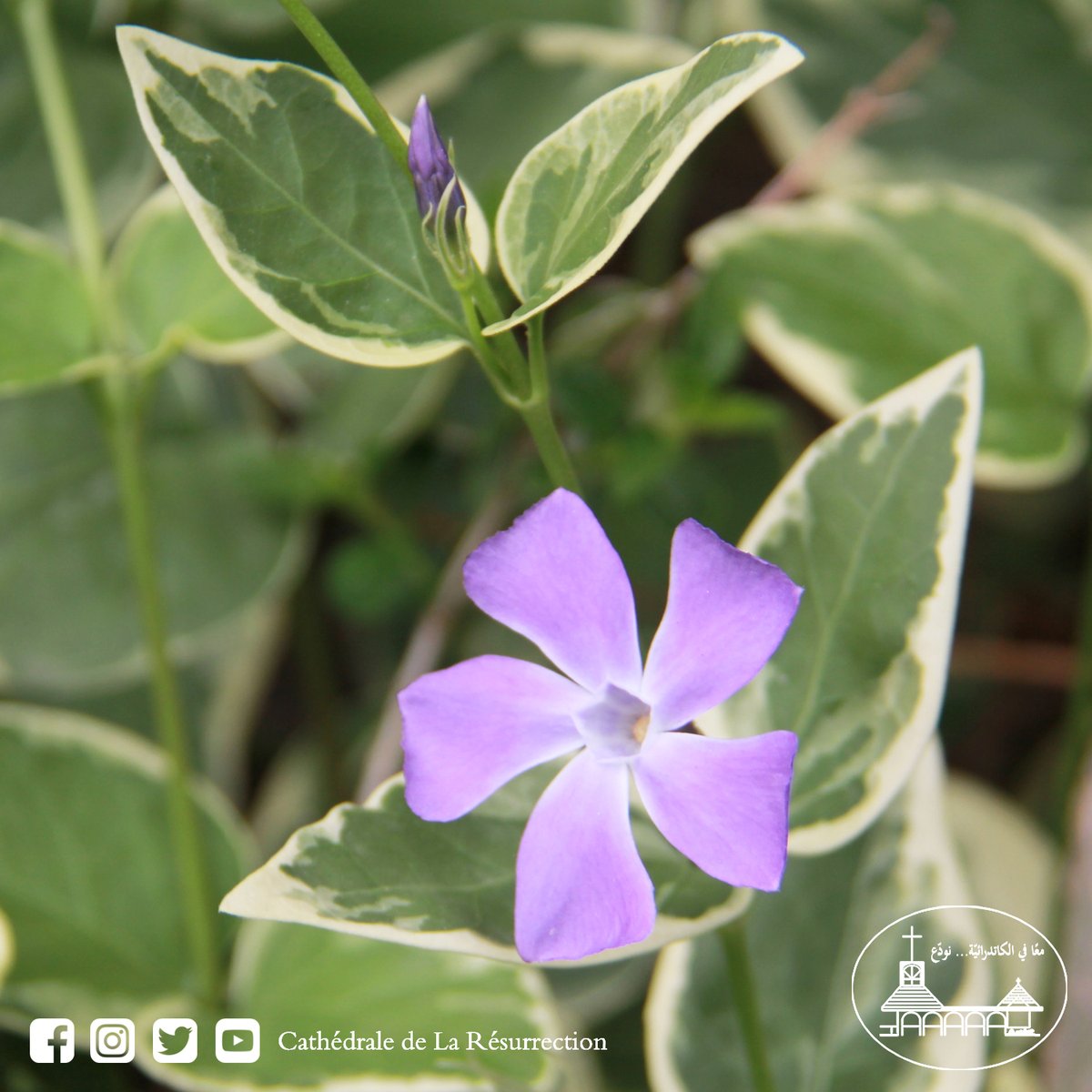 ResCathedral's tweet photo. On Mondays, nature and flowers

Now more than ever, Wishing you a great week ahead

Stay safe

#nature #flowers #resurrectioncathedral https://t.co/4fsVYqC7Mr