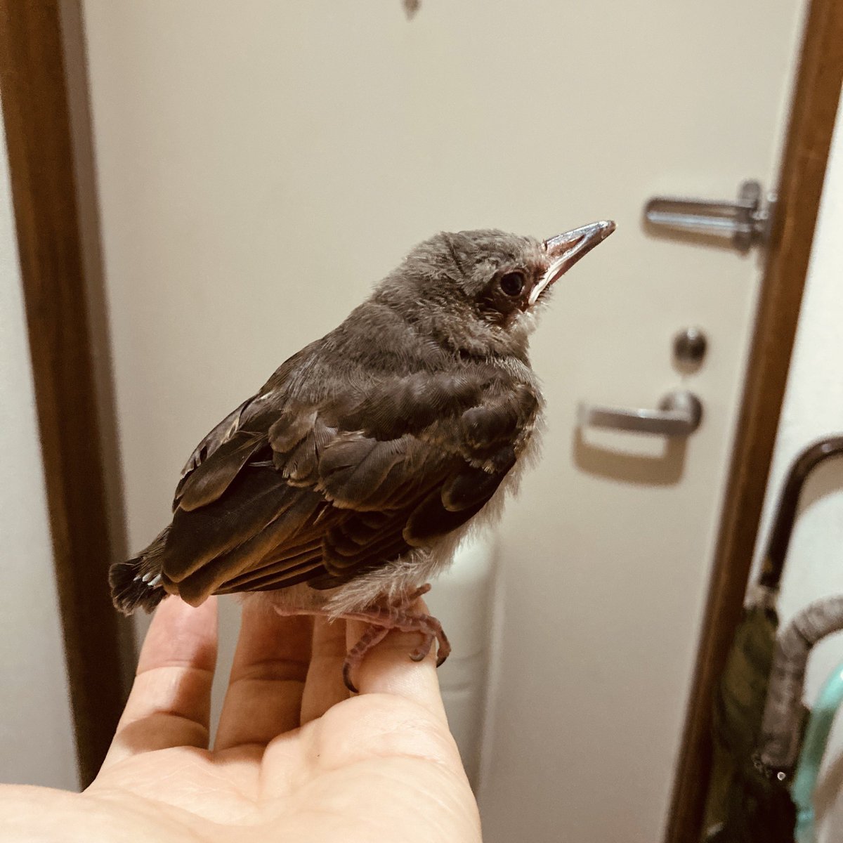 この鳥は何て名前 この鳥は何て名前