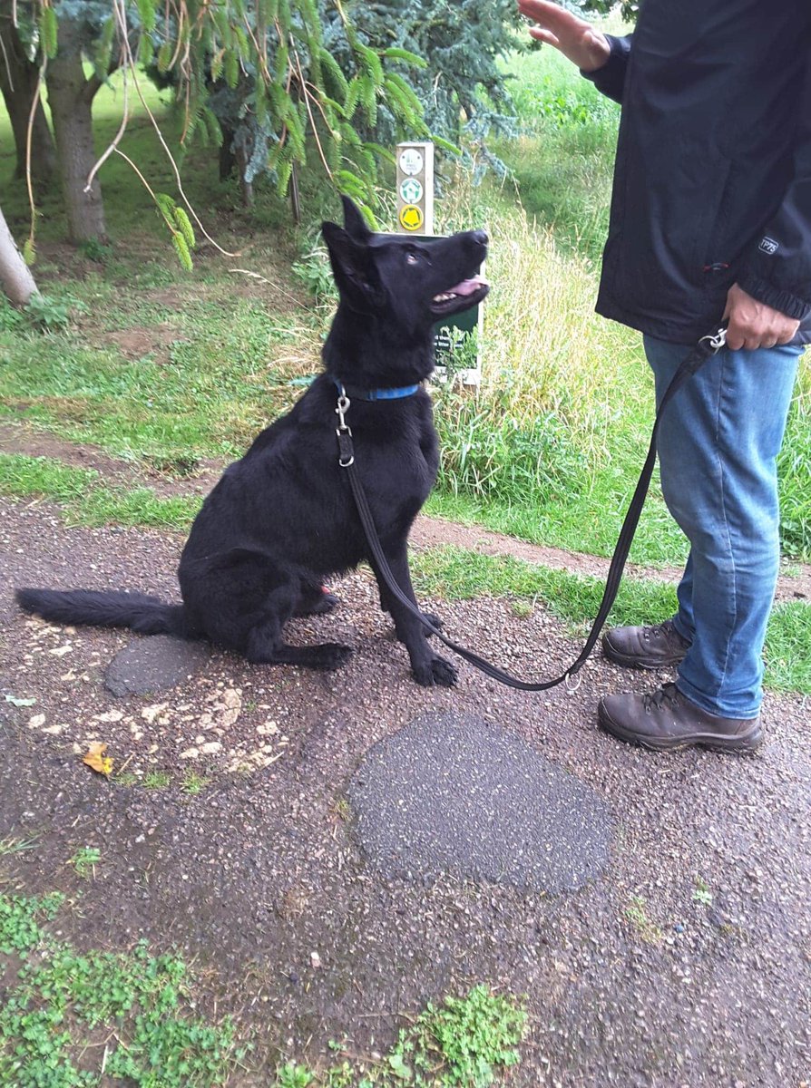 PeterPeGsd's tweet photo. Shadow from @gsrescueelite #lincolnshire kennels out on a nice walk this morning despite the #rain. Needs experienced home. No children.
#GermanShepherd #dogs #AdoptDontShop https://t.co/KiGju3OfWS