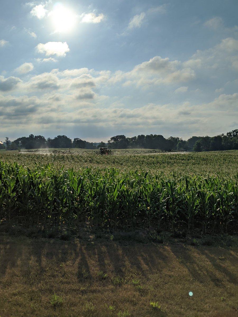 Spraying fungicide on the silage corn.