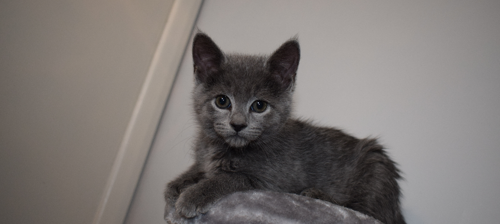 pact_sanctuary's tweet photo. From teeney tiny, to mini cats 😻
#kittenlady #handrear #kittens #savelivesneuter
Oakley 🐱 https://t.co/RVr8pXwufD