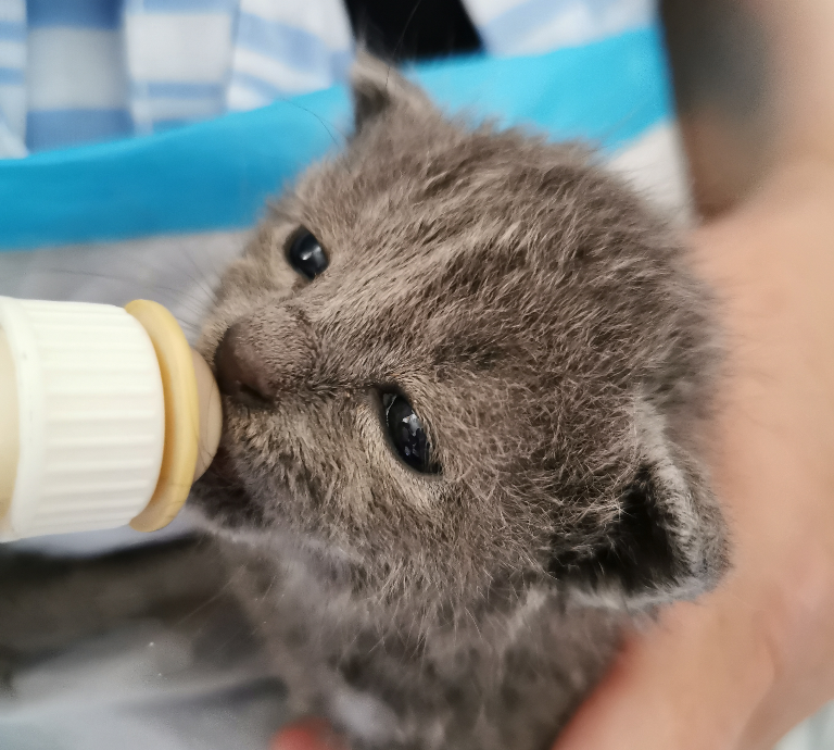 pact_sanctuary's tweet photo. From teeney tiny, to mini cats 😻
#kittenlady #handrear #kittens #savelivesneuter
Oakley 🐱 https://t.co/RVr8pXwufD