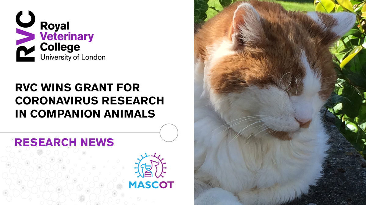 RoyalVetCollege's tweet photo. 💶 RVC wins grant for new project which could pave the way to a greater understanding of why certain people are more susceptible to COVID-19, as well as helping to identify new treatment targets.

👉 Read the press release https://t.co/ylewInYvUA https://t.co/M98n8zxj8t