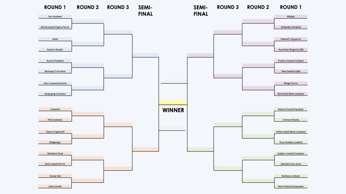 That's all for today! Come back tomorrow to vote for Round 1 Part 2 in the  #Fluffenchops Championship.Here's the bracket if you want to start planning your campaigns! Huge thanks to  @alexevans91 for sharing his bracket template! #Fluffenchops2020  #Birds  #Ornithology  #TeamBird