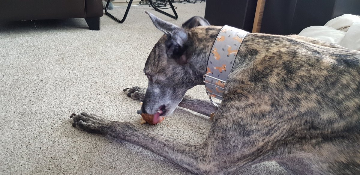 Happy Gotcha Day Bingo! Can't believe he's been with us a year. He's come on leaps and bounds, can't imagine life without him now. Thank you Kerry @BGPuk for all you do and his Foster mum Shelley. I think he's saved me during lockdown as well. He's just enjoyed his woofin 😁