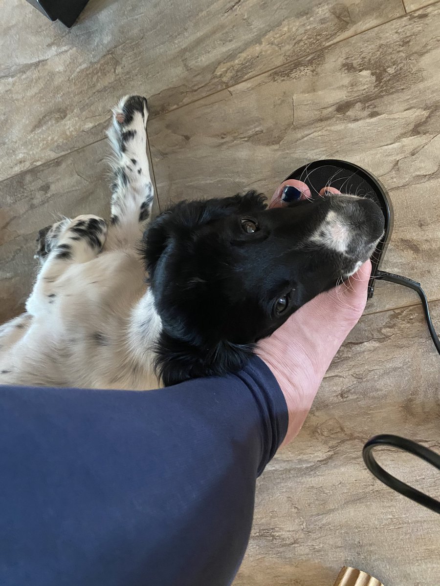 SpanielsofKC's tweet photo. Mumma, can I help you with the sewing machine this morning? I need some warmth on my neck! 😂🌿🐾
#dogsoftwitter #puppiesoftwitter #help #ess #esspup https://t.co/fED5obPDUk