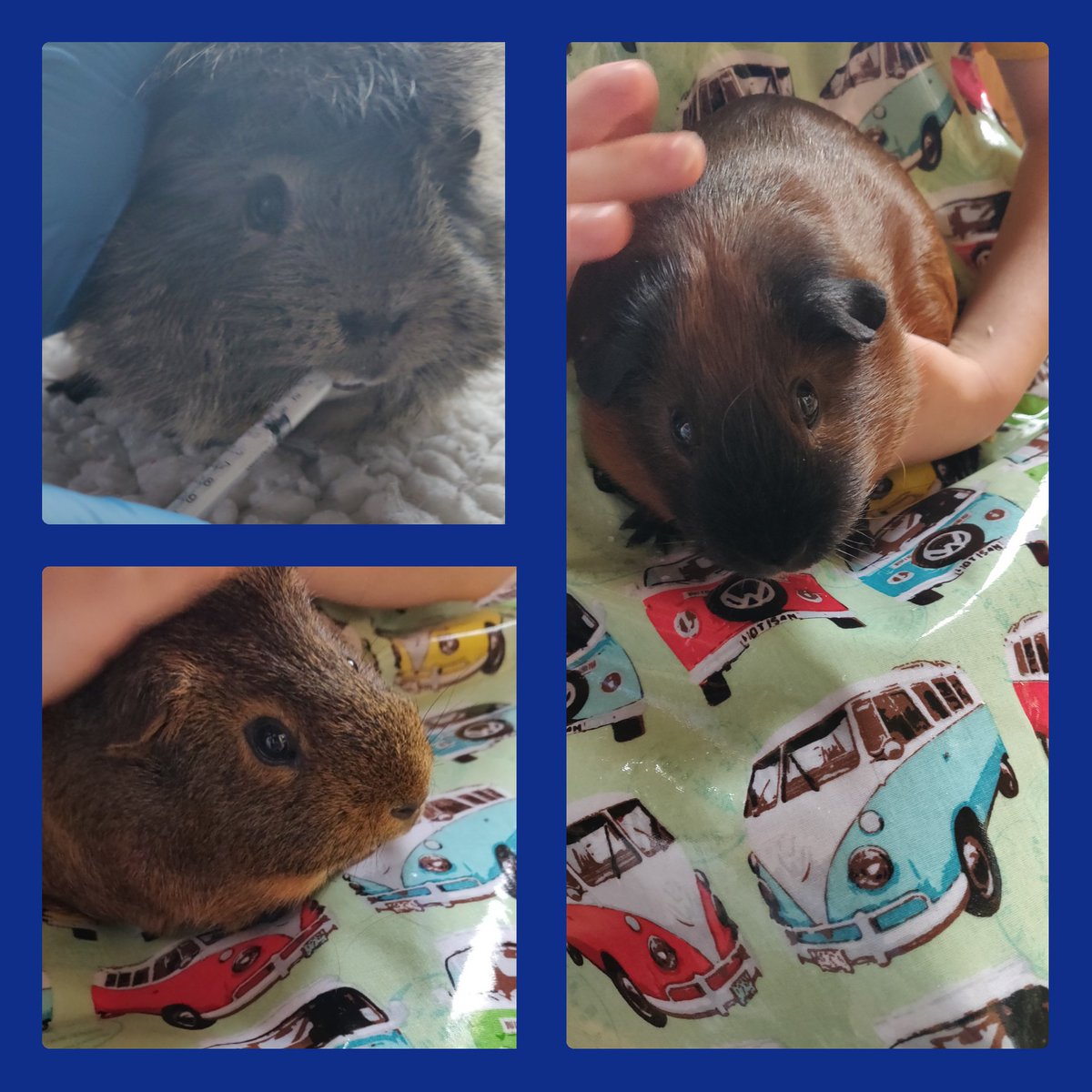 sleepy_burrows's tweet photo. Lovely morning spent cuddling the piggies!
It's Gerald's & Sandys first time being wormed , they have been very good boys x
#guineapigs #smallpetboarding #veterinarynurse #petsitter #Essex #Londonpets #rabbits https://t.co/3qrJVdzhZ0