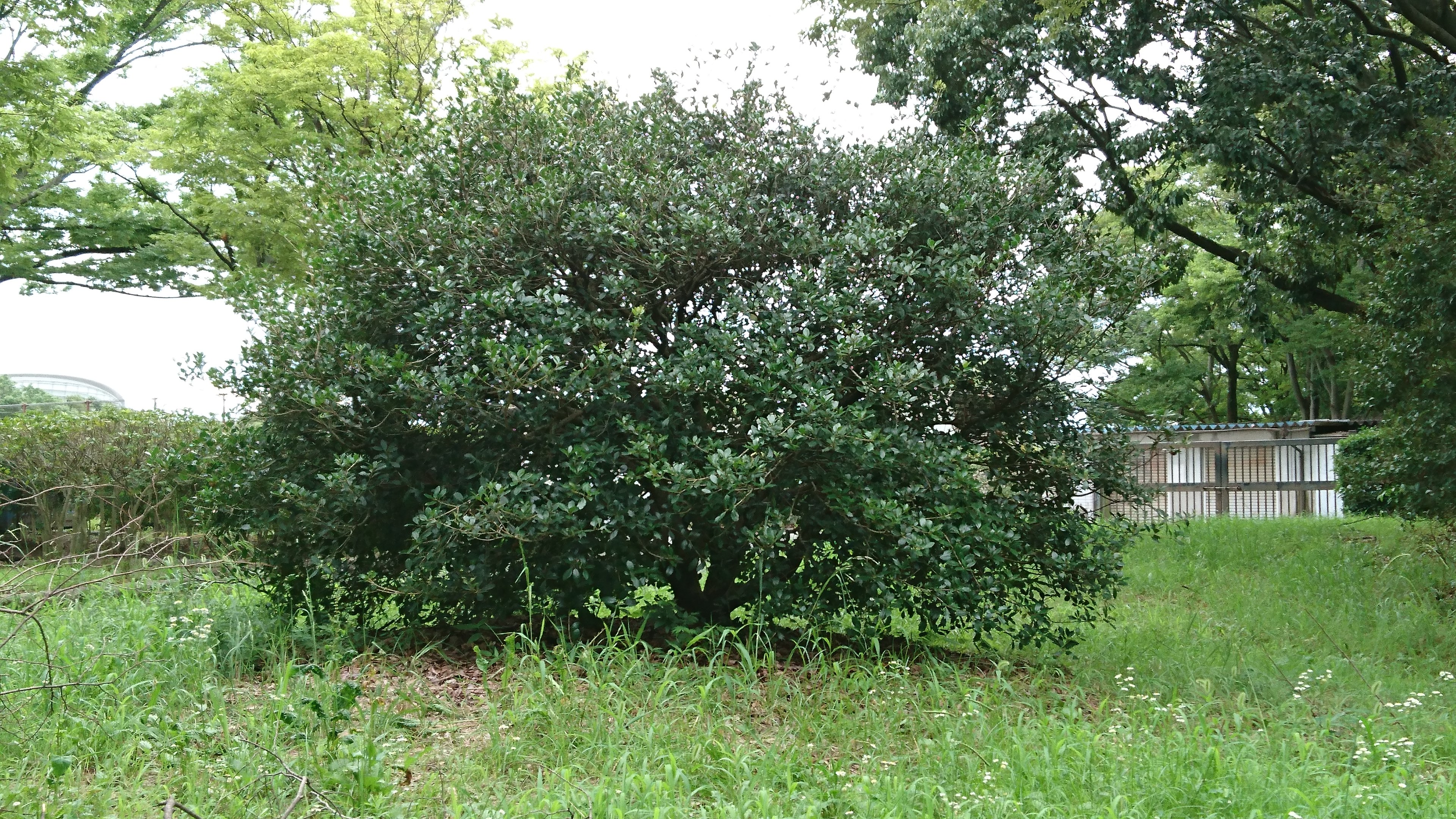 さいろす 某配信で話題に出ていた 茂み です ご査収ください なお 大仙公園に行くのは遠くてめんどくさかったので 大泉緑地のを撮影してきました フォートナイト Fortnite T Co Yamqoyypun Twitter