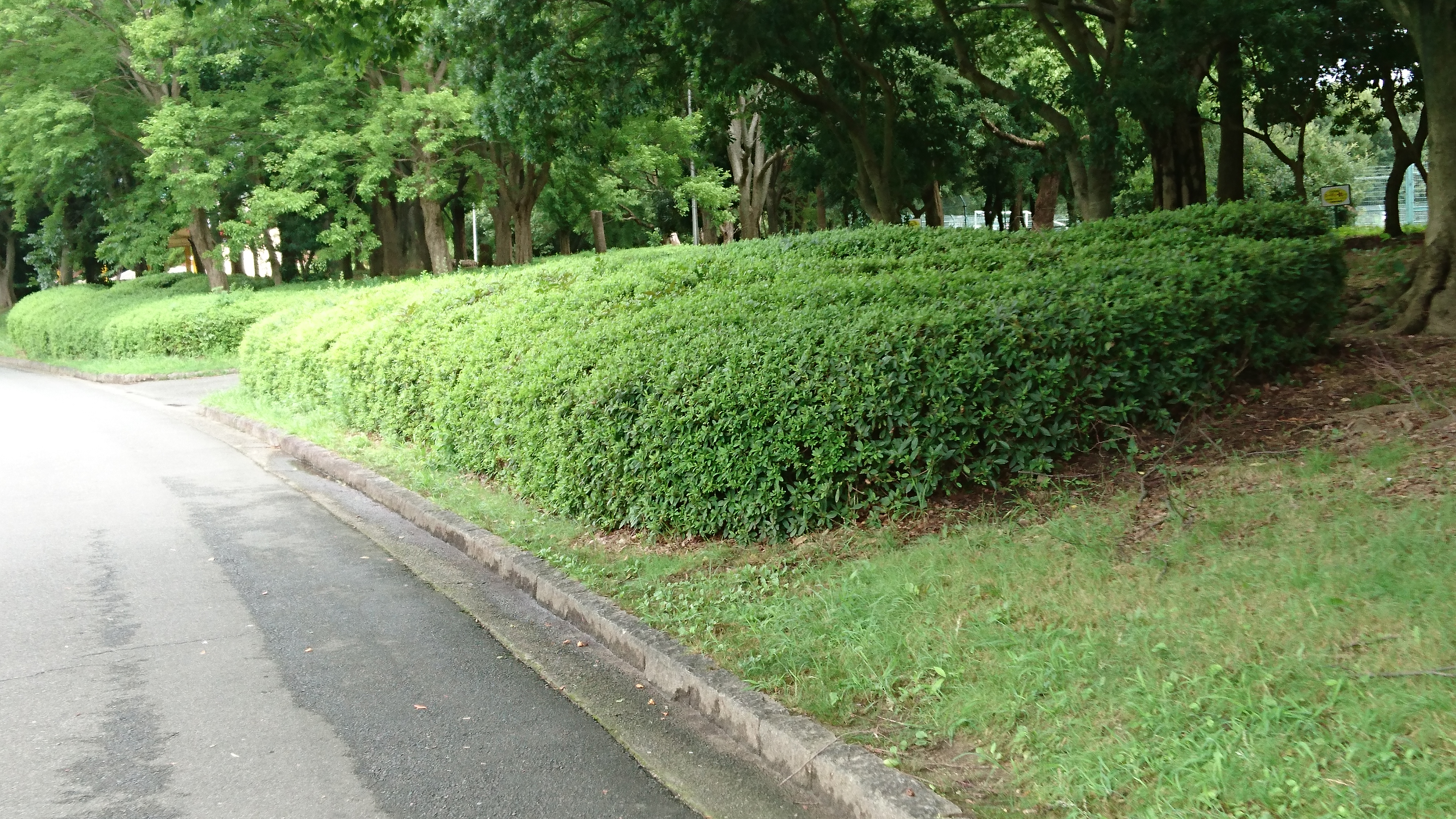 さいろす 某配信で話題に出ていた 茂み です ご査収ください なお 大仙公園に行くのは遠くてめんどくさかったので 大泉緑地のを撮影してきました フォートナイト Fortnite T Co Yamqoyypun Twitter