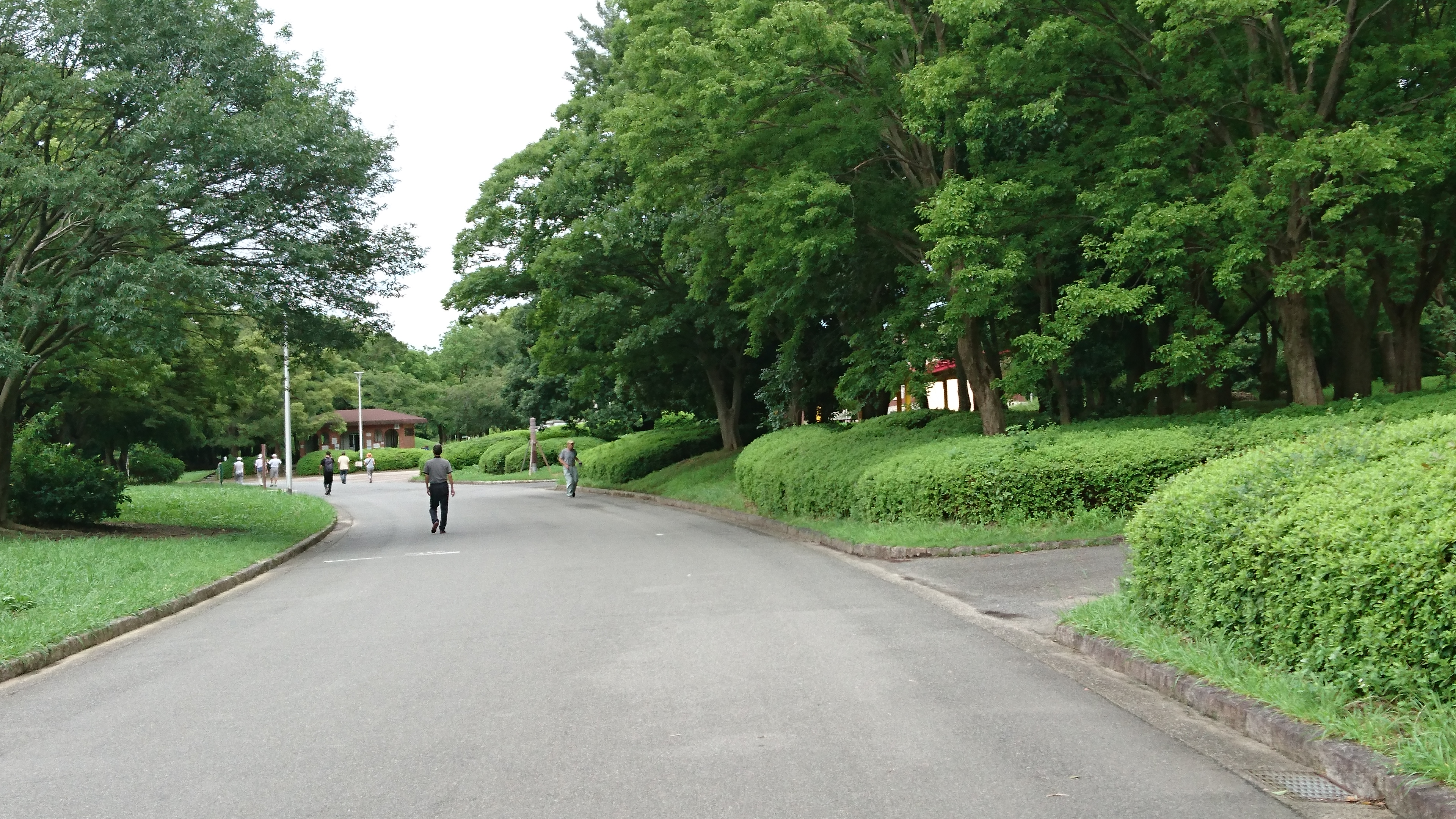 さいろす 某配信で話題に出ていた 茂み です ご査収ください なお 大仙公園に行くのは遠くてめんどくさかったので 大泉緑地のを撮影してきました フォートナイト Fortnite T Co Yamqoyypun Twitter