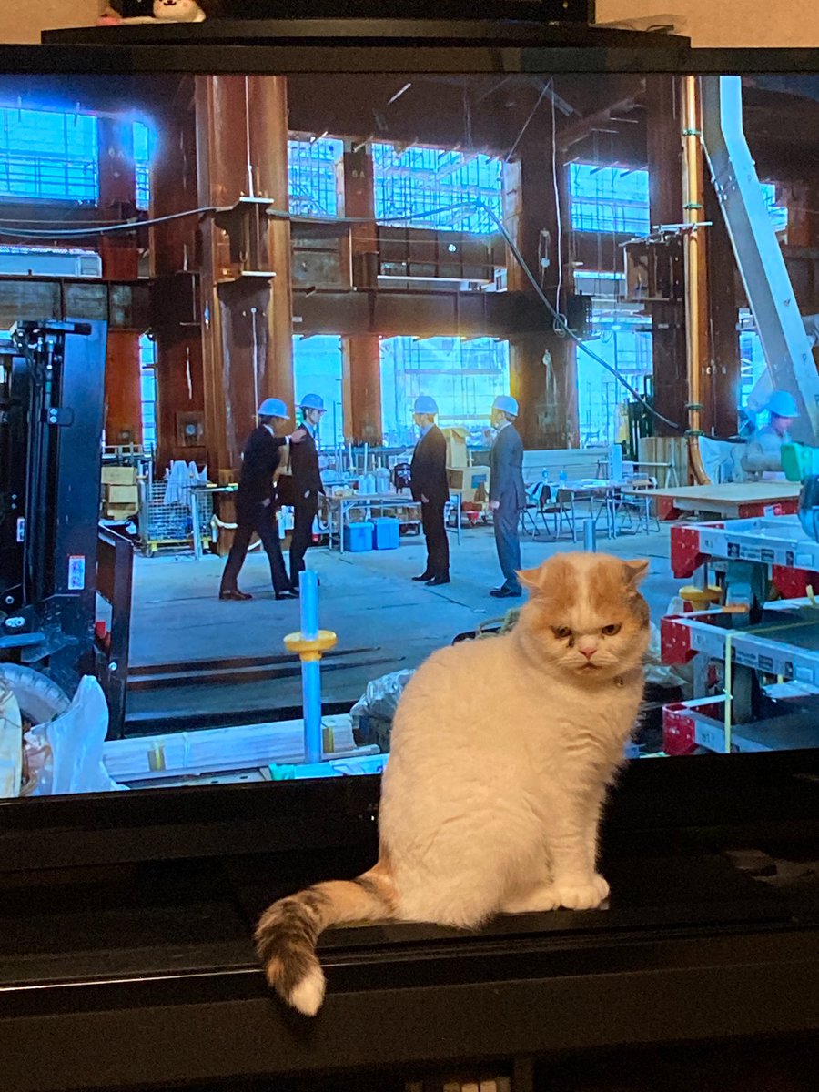 12toJam's tweet photo. テレビの最前列に鎮座される猫さま
#スコティッシュフォールド https://t.co/m9yWQPf8RU