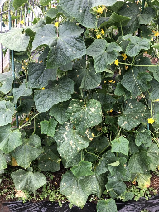 斑点のtwitterイラスト検索結果 古い順