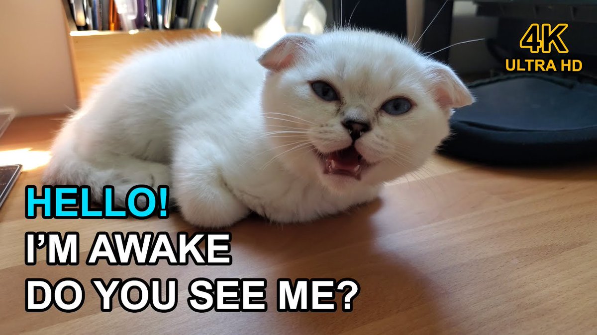 MeowMoeDotCom's tweet photo. #Scottish Fold Wake Up Meows | Cute ...
#Cats #Cat #Kittens #Kitten #Kitty #Pets #Pet #Meow #Moe #CuteCats #CuteCat #CuteKittens #CuteKitten #MeowMoe #bestmeow #cataccount #catawake #catbiscuts #catcry #catsbeingcats #catsleep #catstime
https://t.co/DkhBY81XLo https://t.co/KO004hF8j1