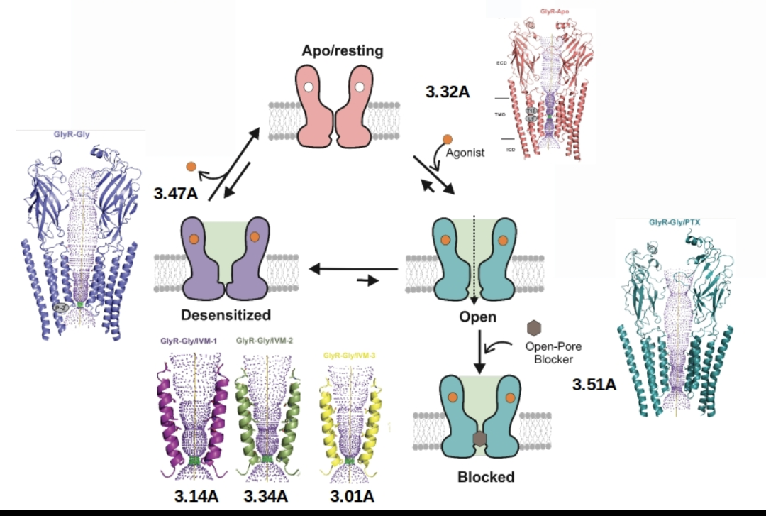 Arvind Kumar (@arvindquantum) on Twitter photo Presenting cryoEM structures of full-length Glycine receptor in lipid membrane, now out in <a href="/NatureComms/">Nature Communications</a> We had exciting collaboration with <a href="/mark_sansom/">Mark Sansom</a> for MD simulation. nature.com/articles/s4146… Presenting cryoEM structures of full-length Glycine receptor in lipid membrane, now out in <a href="/NatureComms/">Nature Communications</a> We had exciting collaboration with <a href="/mark_sansom/">Mark Sansom</a> for MD simulation. nature.com/articles/s4146…